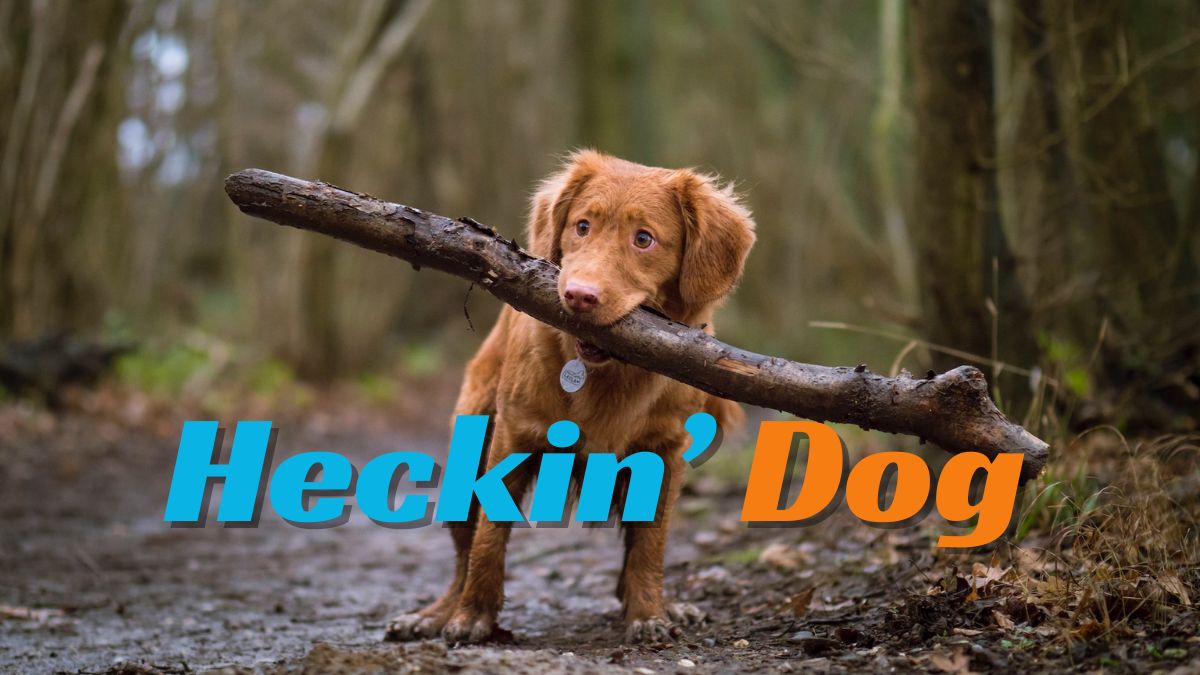 Heckin’ Dog